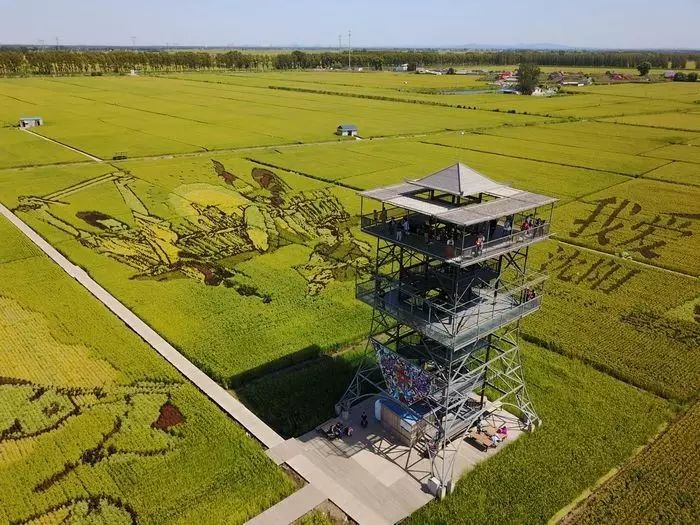 沈阳有稻梦空间吗,沈阳稻梦空间的水稻