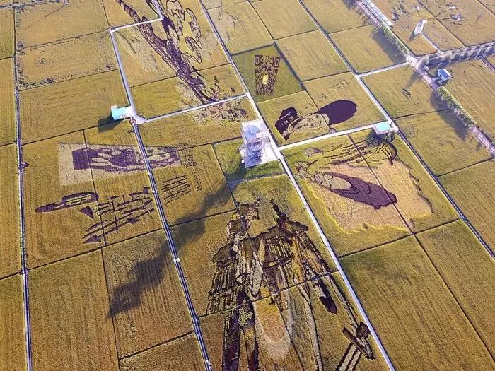 沈阳稻梦空间稻田,沈阳稻梦空间