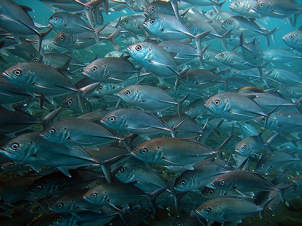 从入门级到朝圣级，职业潜水教练告诉你船宿该怎么选