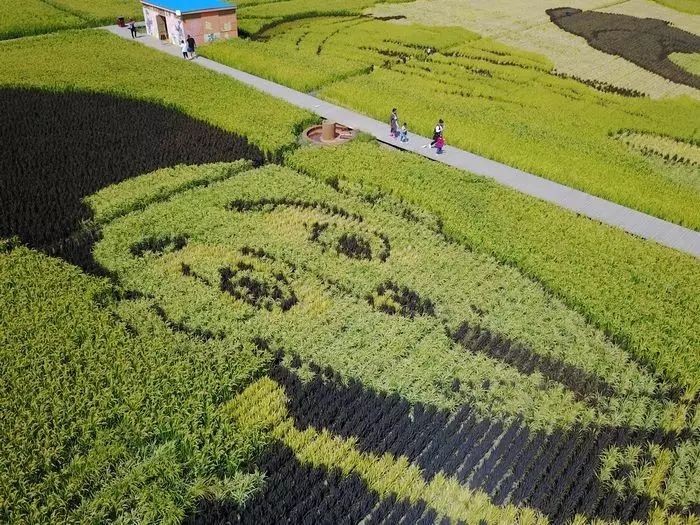沈阳稻梦空间玉米,沈阳有稻梦空间吗