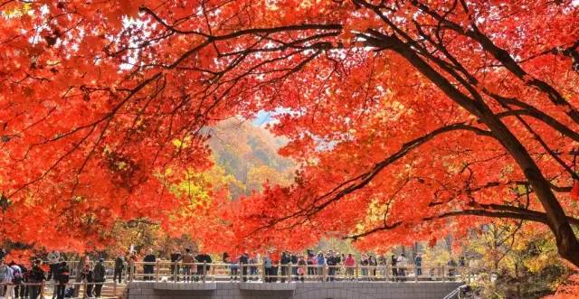 沈阳最美赏枫地最新开放,沈阳附近赏枫