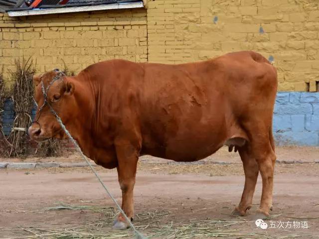 七夕节专属动物,七夕节有什么物种