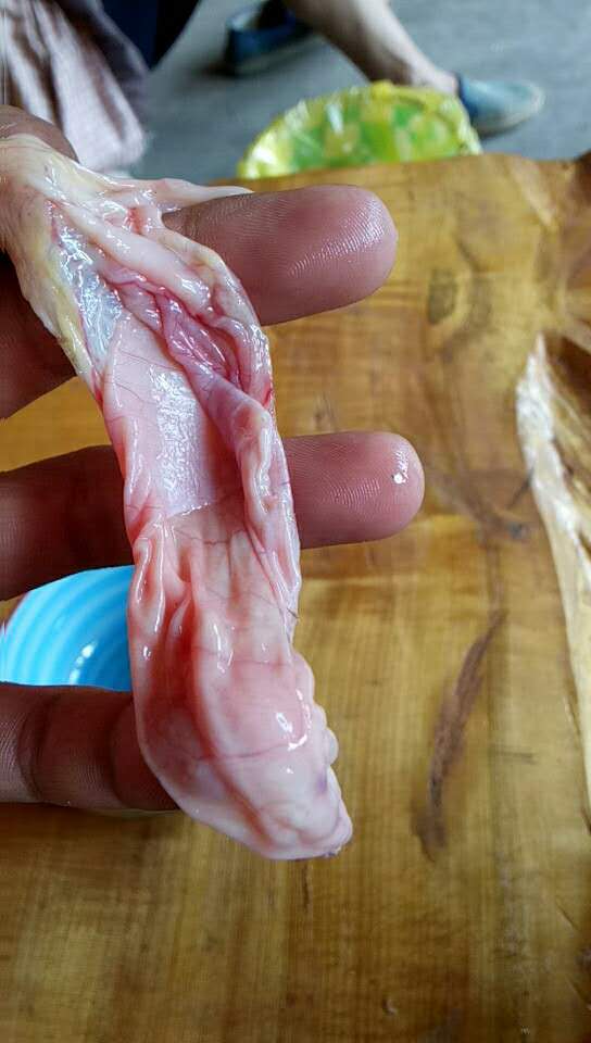 杀鸡时发现鸡宝,发现鸡宝后怎么处理