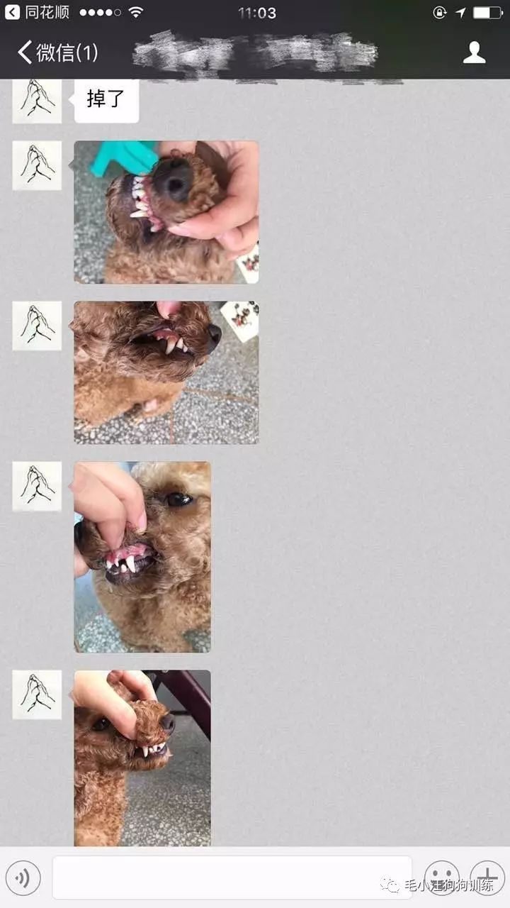 小泰迪第一次外出,小泰迪到新家