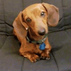 宠物的耳道,爱宠口腔卫生要重视