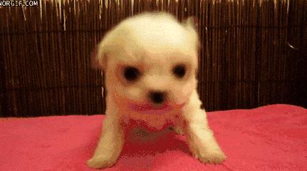 爱宠健康的标准,爱宠健康的护理