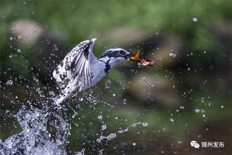 锦州摄影拍鸟,锦州鸟类摄影人