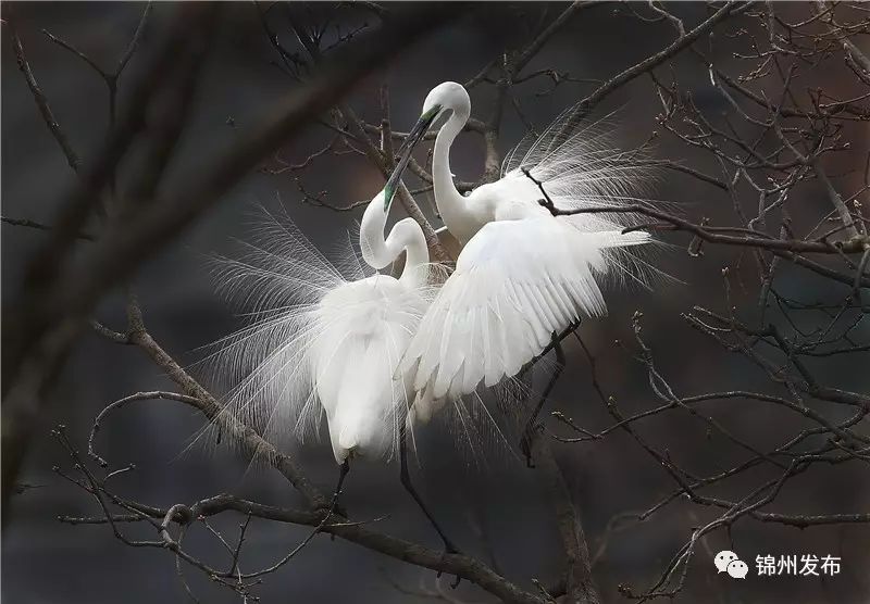 锦州摄影拍鸟,锦州鸟类摄影人