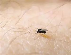 小咬哈尔滨,今年黑龙江小咬虫多怎么办