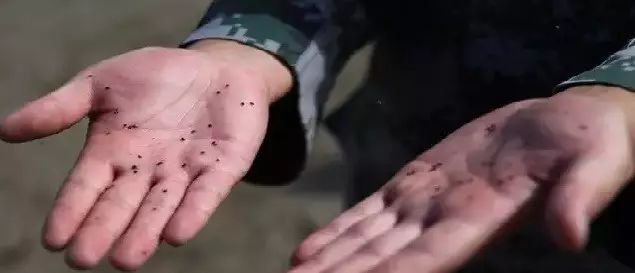 小咬哈尔滨,今年黑龙江小咬虫多怎么办