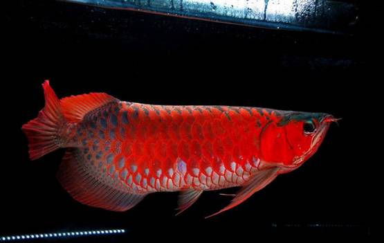 小红龙怎么看眼睛大,红龙如何看血统