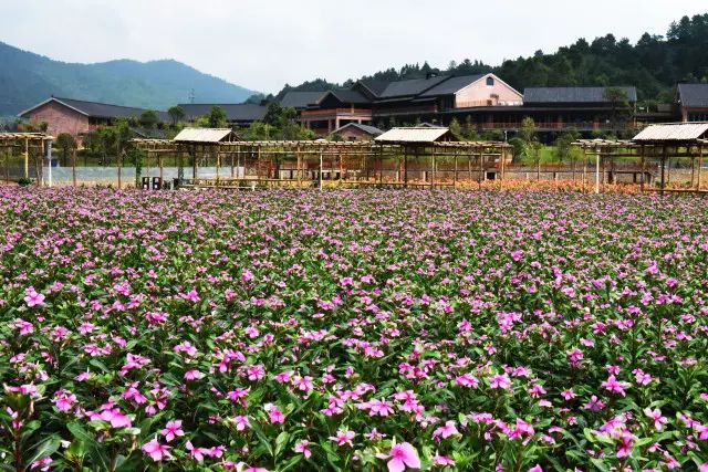 推荐丨你错过的繁花，在这个初秋黄姚花海全还给你！
