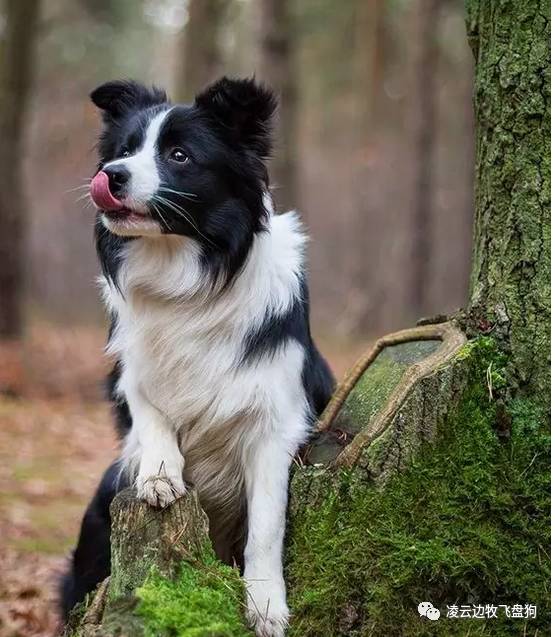 边牧护食咬人行为纠正方法,成犬边牧护食怎么纠正