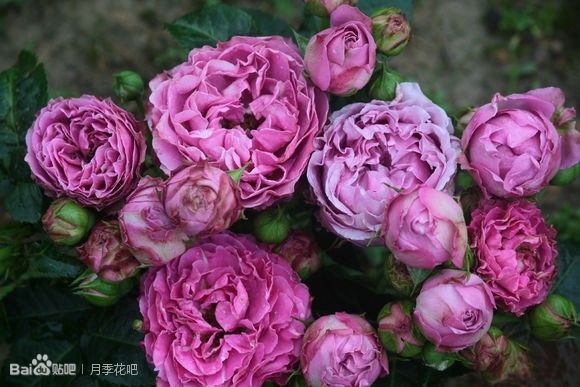 蓝紫色的爬藤月季有哪些品种,天狼蓝紫色月季哪款最优秀