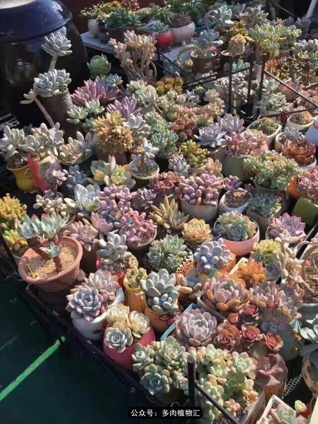 只有见过韩国肉友的阳台,才知道什么叫做物尽其用!