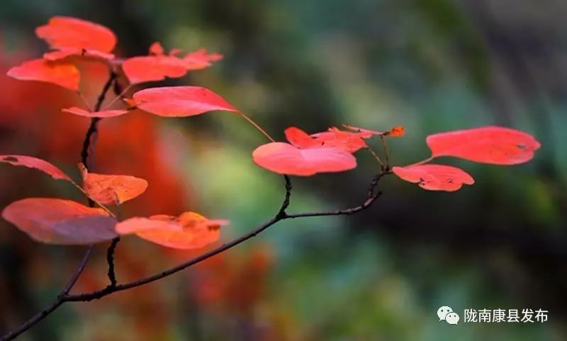 康县美丽的秋天,新县醉美秋景