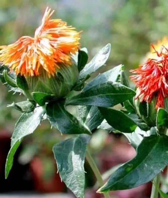 红花活血祛瘀药,每日一味中药当归