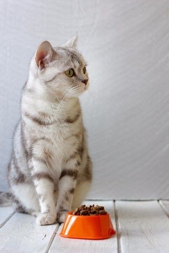 猫粮进口大牌,进口大颗粒猫粮