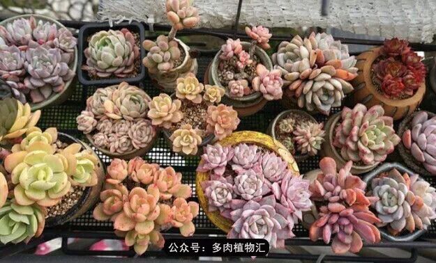 只有见过韩国肉友的阳台,才知道什么叫做物尽其用!