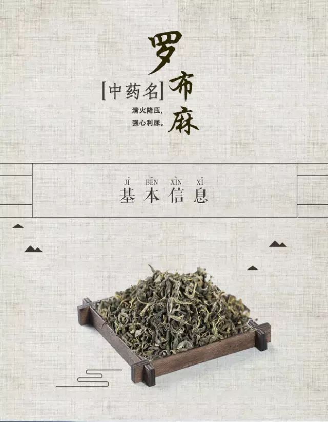 「百草园」那些“悬壶济世”的植物（二十七）罗布麻