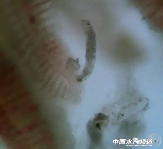 跑鱼炸窝处理方法,鱼块炸黑了怎么补救最快