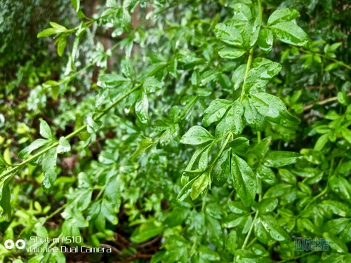 金立s10和金立s10l有什么区别,金立s10c拍照