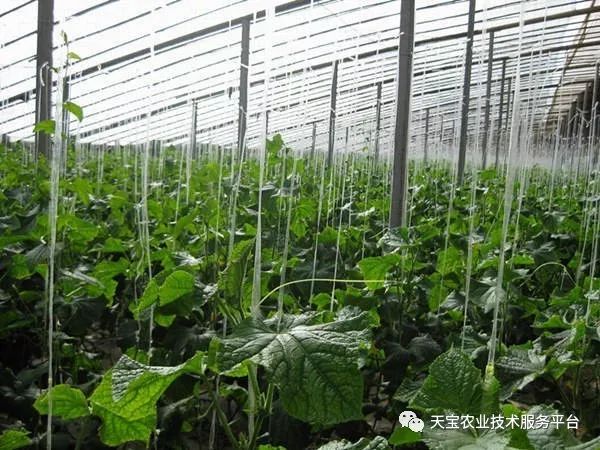 新型温室大棚哪种造价最低,温室大棚的种类及优点