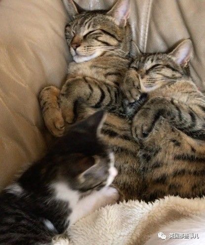 铲屎官养的猫夫妻,一对猫夫妇的铲屎官