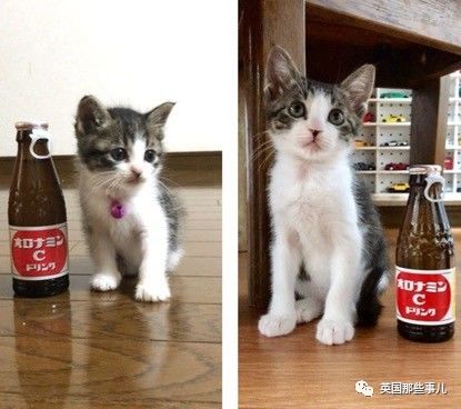 铲屎官养的猫夫妻,一对猫夫妇的铲屎官