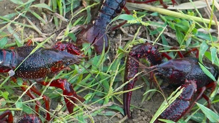 江苏卫视7点直播,江苏卫视淮安直播