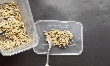 家里有老鼠怎么办快速灭鼠的方法,自制灭老鼠最有效又简单的方法