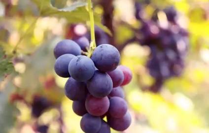 立秋常吃六种水果,立秋后多吃这八种金牌水果