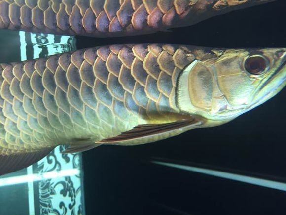 新手金龙如何饲养,金龙锁框