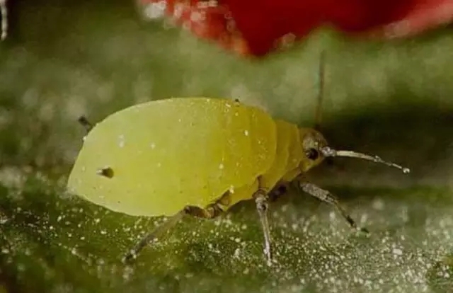 我是害虫！很多人却不认识我！