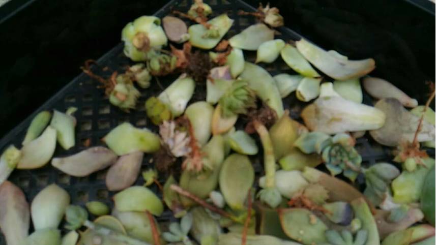 经历了天灾*祸人**的多肉，居然能靠这招拯救？