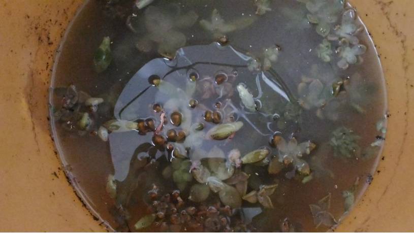 经历了天灾*祸人**的多肉，居然能靠这招拯救？