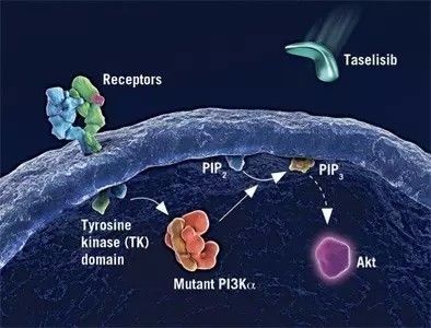 乳腺癌国产靶向药临床志愿者,罗氏治疗乳腺癌的靶向药物