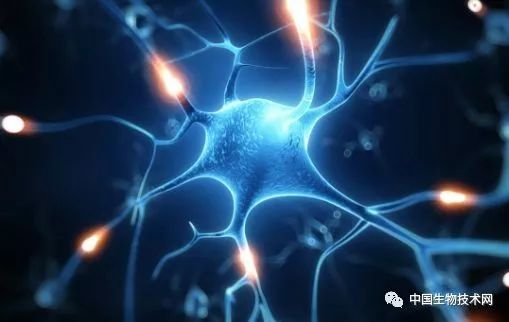 促进癫痫发作的补品,营养脑神经的药对癫痫有什么作用