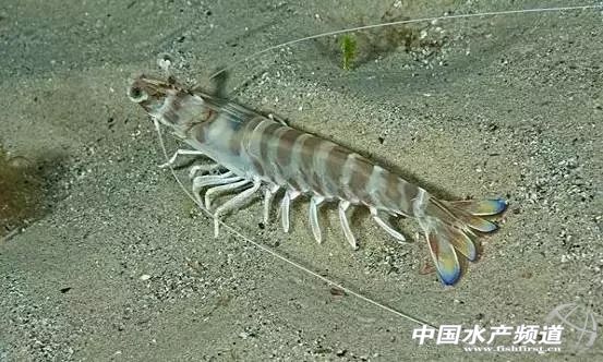 虾类有几千种，你又认识几种？