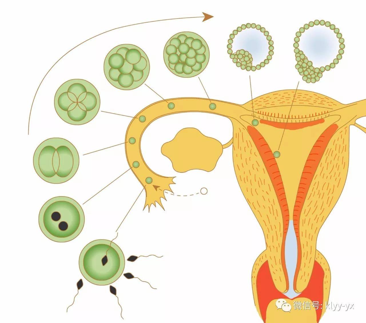 检查｜从未孕到分娩，子宫的每一步变化，原来这么牛