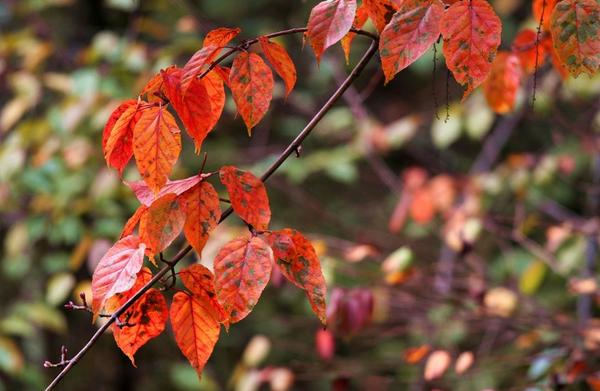 金秋彩林旅游景点,金秋彩林风景区
