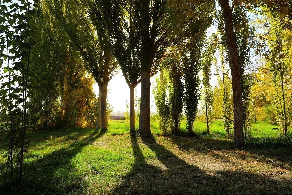 秋日里，有一抹乡愁叫且末！