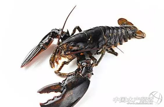 虾类有几千种，你又认识几种？