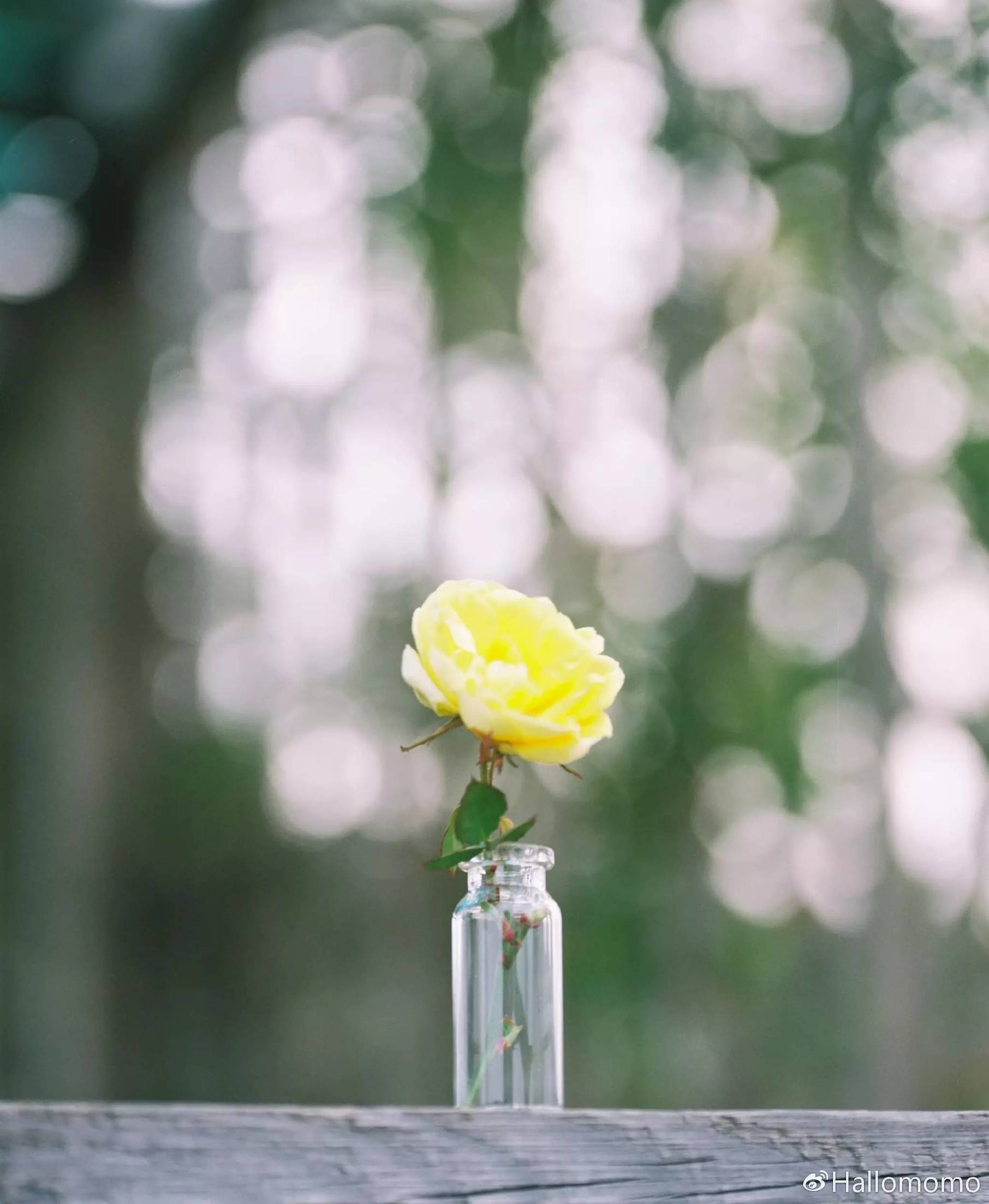 中画幅胶片机推荐,有哪些值得买的胶片机