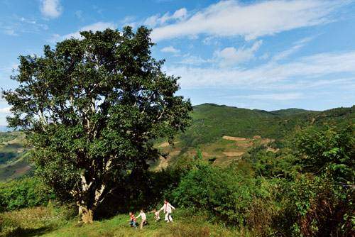 南糯山古树普洱茶第一村,南糯山古树茶在普洱茶的地位