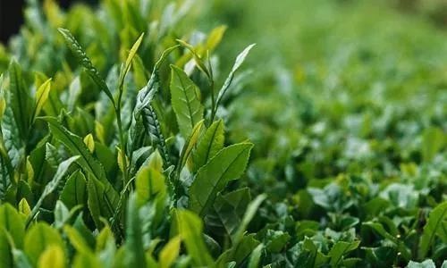 聊聊旧时美容那些事,女人们为了爱美太拼了!