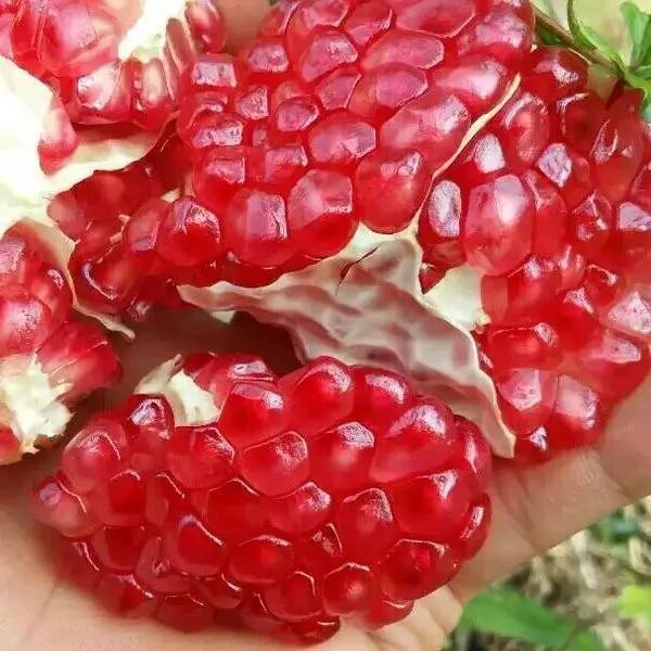 软籽石榴云南丽江,丽江的软籽石榴