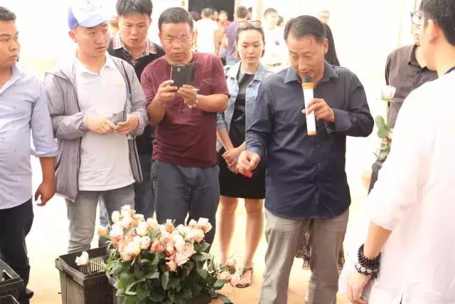 云南花海之行,云南花海基地旅游攻略