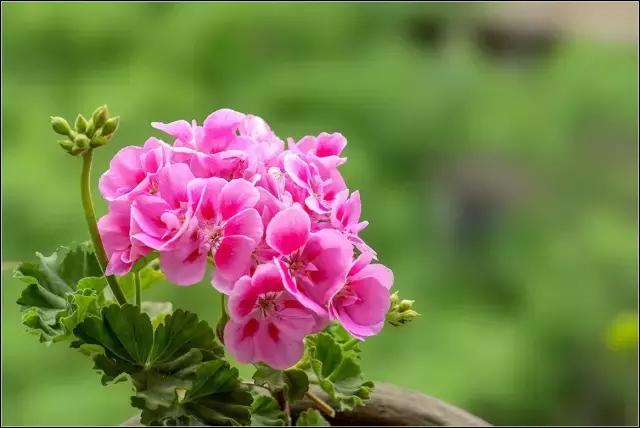 驱蚊草天竺葵怎么养殖,驱蚊草香叶天竺葵对猫咪有害吗