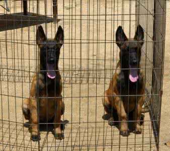 椹姮鍙煎彛璁粌,椹姮璁粌鎵戝挰